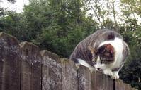 fence-cat-animal-pet-feline-1014608.jpg