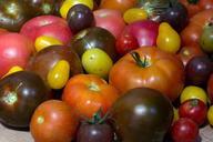 tomatoes-fruit-garden-harvest-943424.jpg