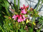 alpine-flower-austria-mountains-397987.jpg