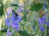 butterfly-flower-summer-insect-641535.jpg