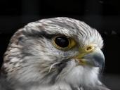 falcon-raptor-bird-hawk-predator-317791.jpg