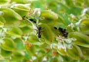 ant-animal-insects-leaves-black-70804.jpg