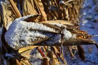 corn-on-the-cob-snow-corn-winter-68911.jpg