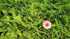 green-pink-flower-texture-nature-505555.jpg