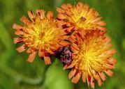 hawk-weed-orange-red-wild-flower-333410.jpg