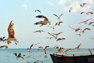 seagull-birds-flight-water-great-754462.jpg