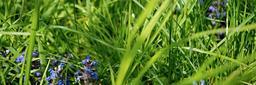 lawn-grass-blade-flower-green-335514.jpg