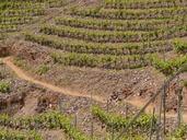 vineyard-steep-slope-winegrowing-56194.jpg