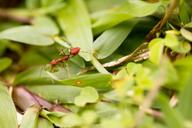 ant-weaver-ant-weaver-pest-nature-904507.jpg