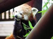 red-panda-red-panda-eating-sitting-708042.jpg