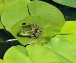 frog-lily-leaf-pond-green-croak-953702.jpg