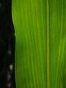 corn-leaf-detail-leaf-veins-corn-592583.jpg