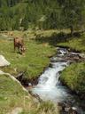 torrent-august-alp-cows-forest-942421.jpg