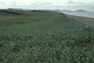 Sand dunes owergrown with grass.jpg