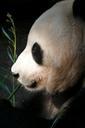 zoo-san-diego-animals-panda-77817.jpg