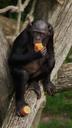 bonobo-monkey-primate-eating-810549.jpg