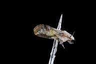 Citrus_psyllid,_u,_,_side,_recently_emerged,_ft_detrick_2014-05-01-09.08.52_ZS_PMax.jpg