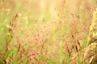 prairie-grassland-grass-nature-413312.jpg