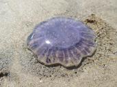 jellyfish-violet-sand-beach-166635.jpg