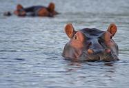 hippo-hippopotamus-animal-look-515027.jpg