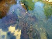 river-algae-seaweed-river-water-242169.jpg