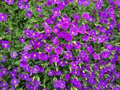 aubrieta-blue-pillow-violet-1351556.jpg