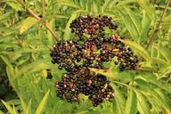 berries-black-danewort-ebulus-87789.jpg