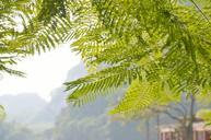 fresh-nature-acacia-tree-bucolic-952915.jpg