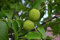 nuts-walnut-tree-fruit-seeds-849617.jpg