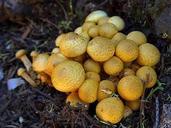 fungus-mushrooms-fungi-plants-387484.jpg