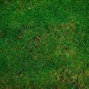 meadow-grass-structure-texture-253616.jpg