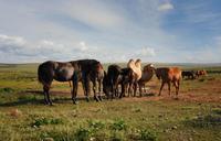 camel-horses-farm-rural-landscape-908914.jpg