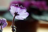 violet-purple-lighting-effect-1540786.jpg