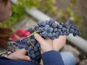 grapes-sicily-wine-wine-making-322705.jpg