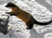 marten-yellow-throated-marten-1160871.jpg