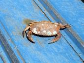 crab-barnacle-crustacean-sea-life-71586.jpg