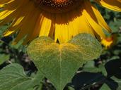 pollen-sun-flower-inflorescence-1521847.jpg