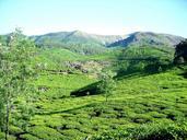 tea-plantation-tea-garden-mountain-354304.jpg