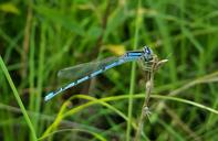 familiar-bluet-damselfly-damselfly-1466253.jpg