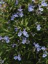 rosemary-flowers-blue-violet-1090415.jpg