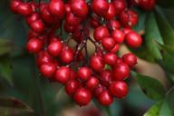 berries-red-nandina-heavenly-bamboo-76661.jpg