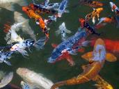 koi-carp-fish-pond-water-swimming-52426.jpg