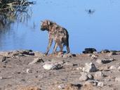 hyena-animals-african-mammal-257483.jpg