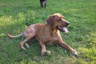 dog-brown-attention-655172.jpg