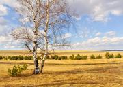 birch-trees-wood-sky-clouds-69697.jpg