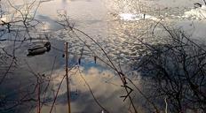 duck-bird-water-mirroring-winter-648236.jpg