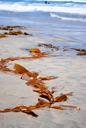 seaweed-beach-ocean-plant-396798.jpg