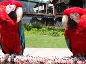 parrots-birds-red-park-tropical-54504.jpg