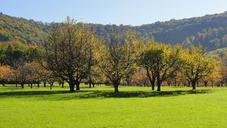 orchard-tree-fruit-tree-summer-5486.jpg