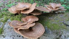 tree-fungi-forest-mushrooms-forest-585254.jpg